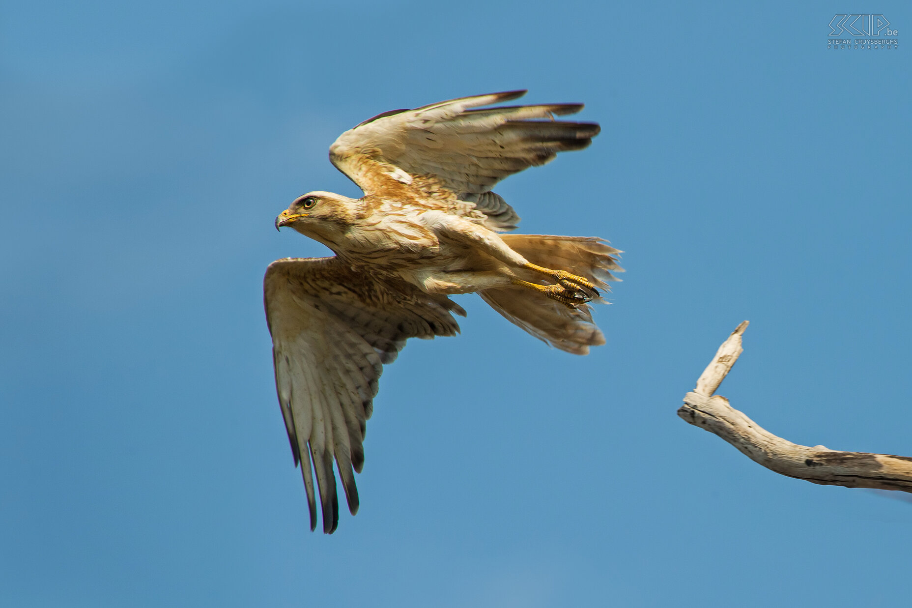 Tadoba - Jonge witoogbuizerd  Een wegvliegende jonge witoogbuizerd (White-eyed buzzard/Butastur teesa). Stefan Cruysberghs